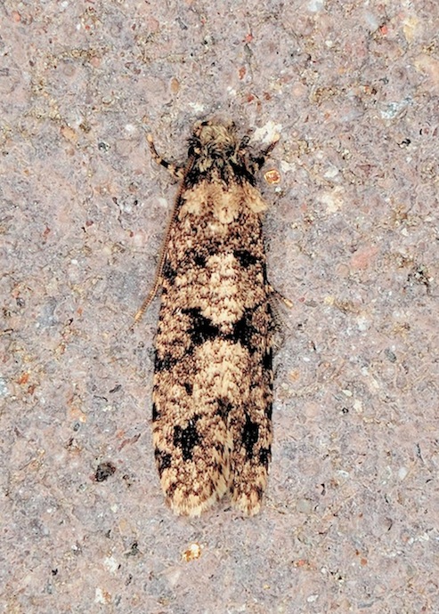 Morophaga morella (Tineidae)